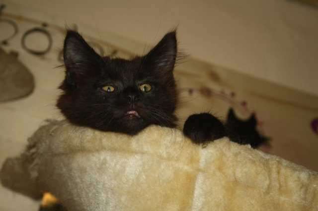 Sehen wir nicht aus wie kleine Panther?